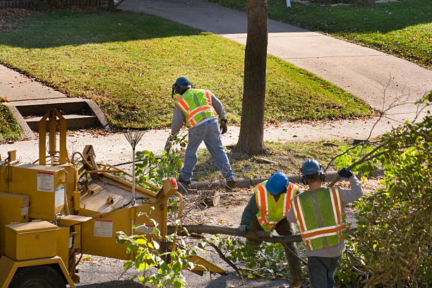 Organic Lawn Care Solutions in Palo Cedro, CA