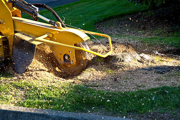 Best Storm Damage Tree Cleanup  in Palo Cedro, CA