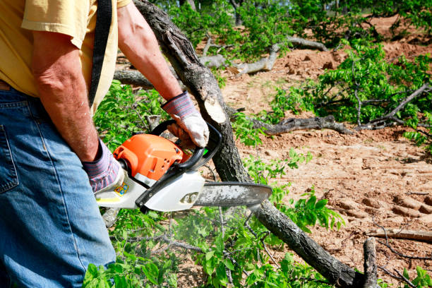 How Our Tree Care Process Works  in  Palo Cedro, CA